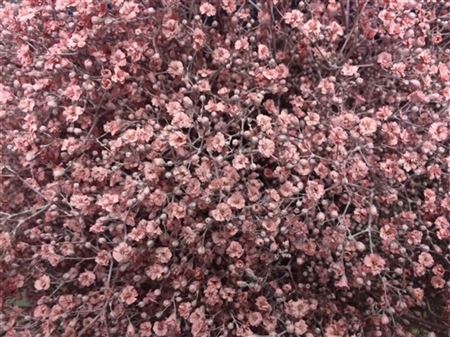 GYPS MILLION STAR LIGHT PINK