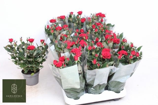 <h4>RO APACHE KORDANA</h4>