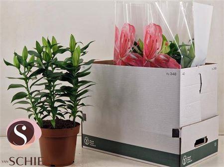 <h4>Lil Or Magny Cours</h4>