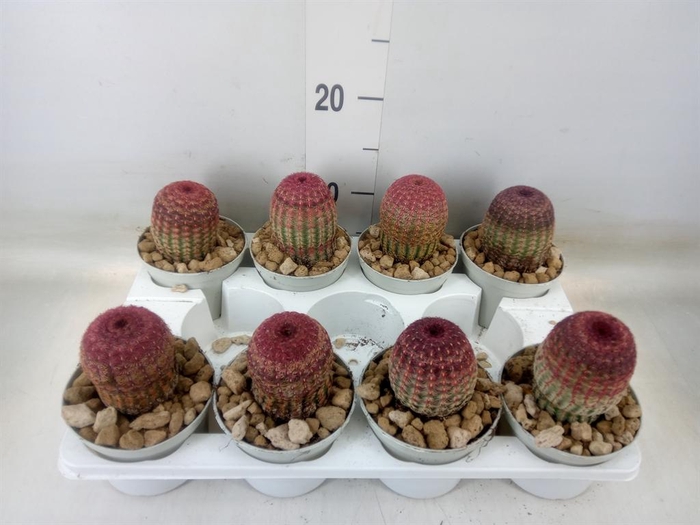 <h4>Cactus   ...</h4>