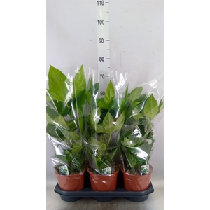 Fatsia japonica   ...