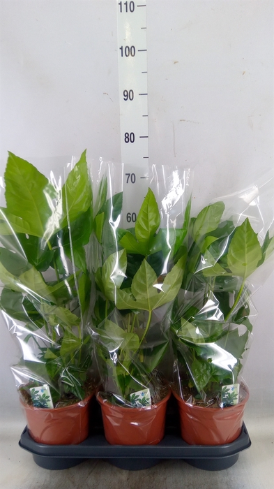 <h4>Fatsia japonica   ...</h4>