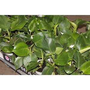 PHILODENDRON WHITE WIZARD P12