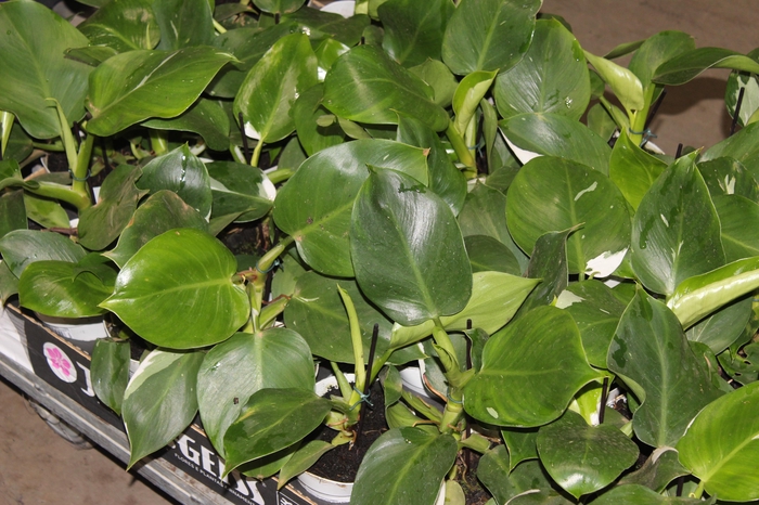 <h4>PHILODENDRON WHITE WIZARD P12</h4>