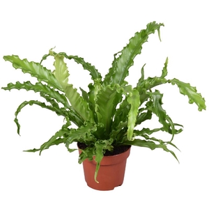 Asplenium Ant Osaka