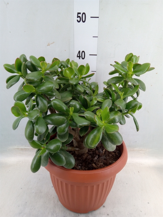 <h4>Crassula ovata 'Hummels Sunset'</h4>