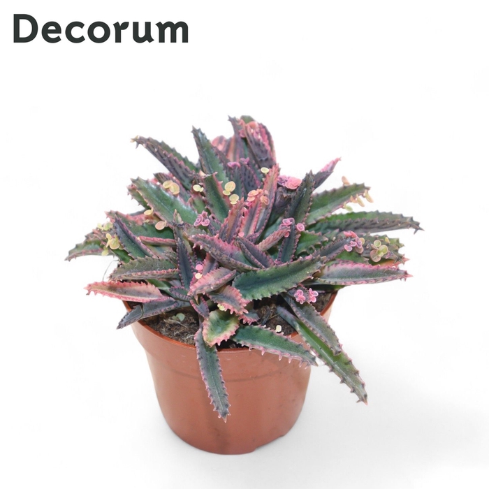 <h4>Kalanchoe Pink Butterfly (group) Decorum+Steker</h4>
