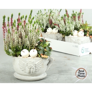 ARR TUINPLANTEN