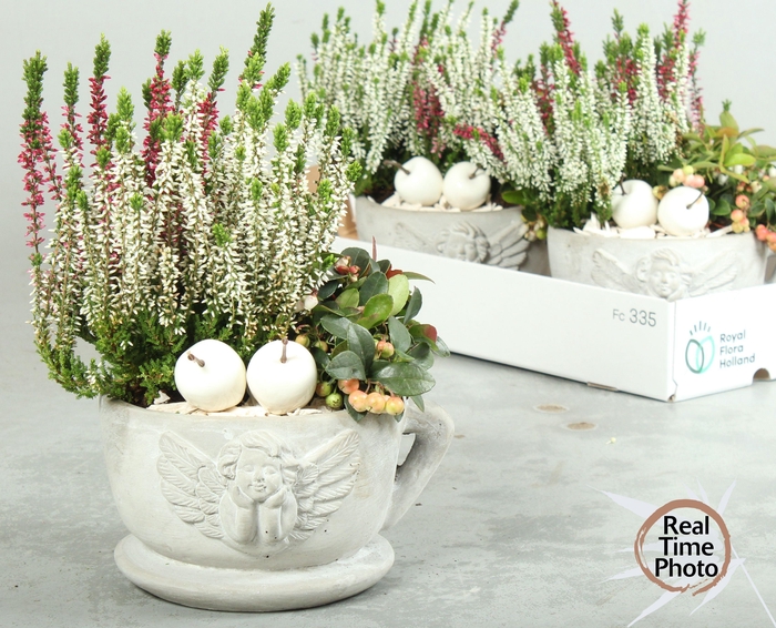 <h4>ARR TUINPLANTEN</h4>