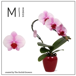 Mimesis Phal. Swan Blush - 1 spike 7cm in Martine Red Ceramic