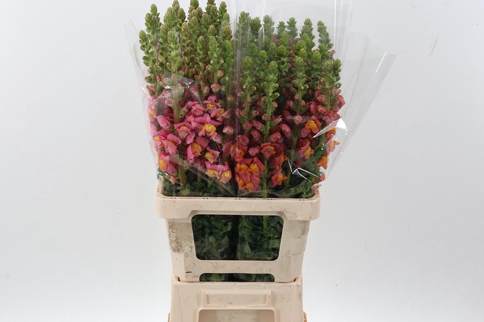 <h4>Antir Poto Orange</h4>