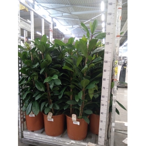 Ficus cyathistipula
