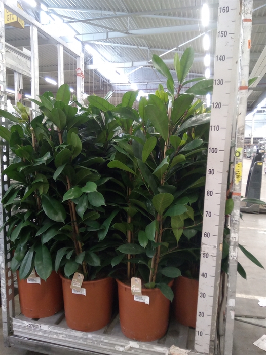 <h4>Ficus cyathistipula</h4>