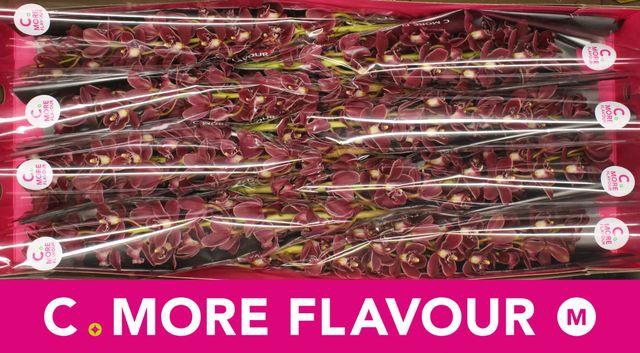 <h4>CYMBIDIUM MINI 'SULTAN' 70 CM*</h4>