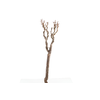 Syringa Branch Super Beethoven