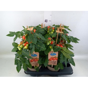 Solanum lycopersicum   ...