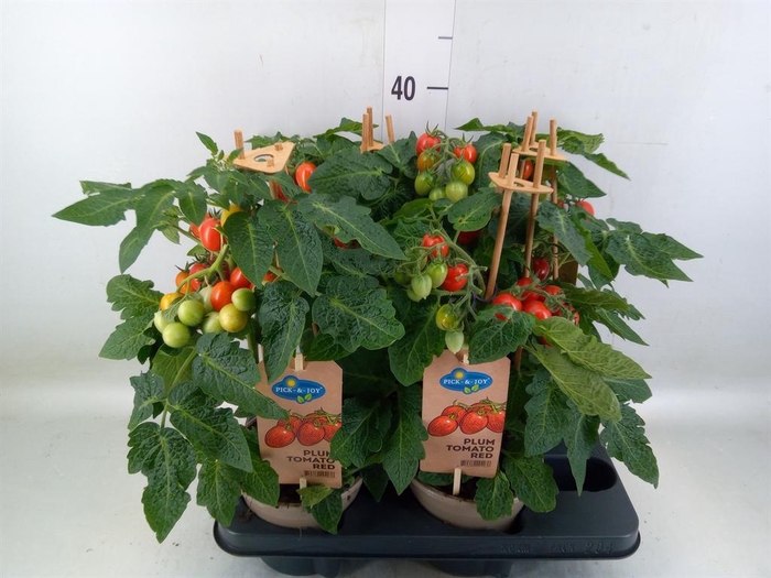 <h4>Solanum lycopersicum   ...</h4>