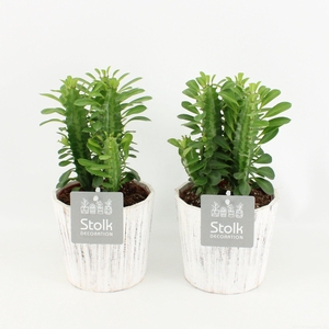 Trigona Groen in wood wit