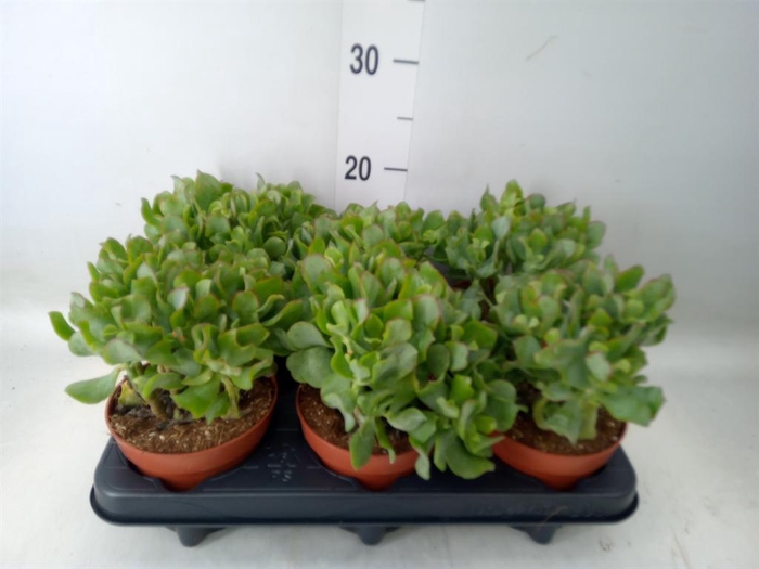 <h4>Crassula   ...</h4>