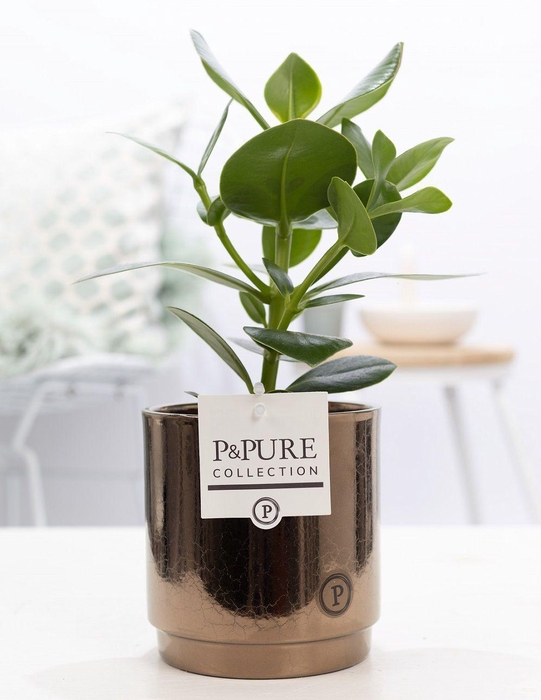 <h4>Clusia Rosea Princess in P&PURE Juliette ceramics goldbronze</h4>