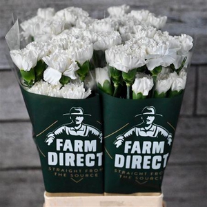 Dianthus st Moonlight