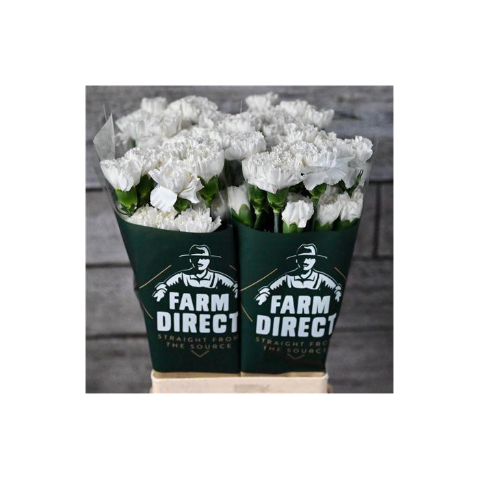 <h4>Di St Moon Light</h4>