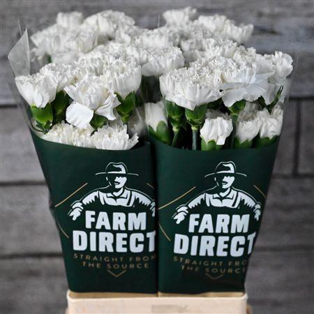 <h4>Dianthus st Moonlight</h4>