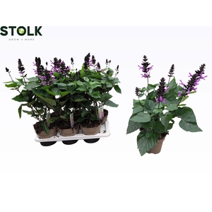 SALVIA NEMOROSA