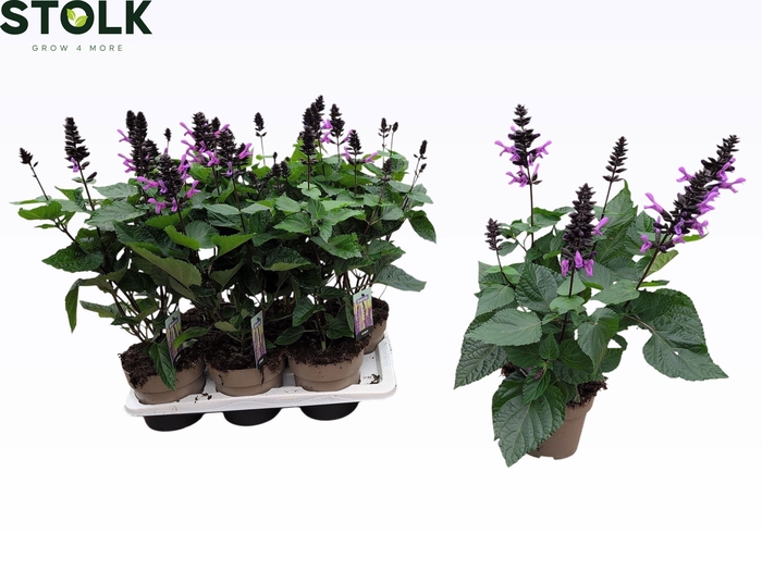 <h4>SALVIA NEMOROSA</h4>