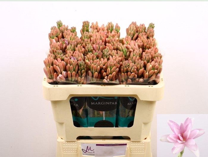 <h4>POLIANT ELLE PINK</h4>