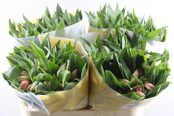 <h4>Alstr Estee (zalm)</h4>