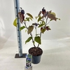 Catalpa Purpurea