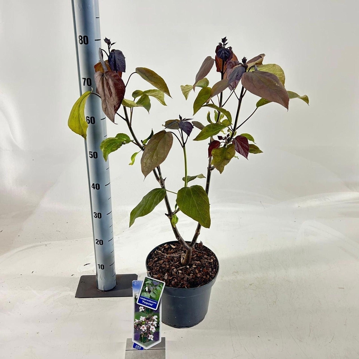 Catalpa Purpurea