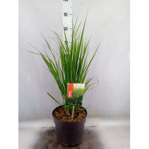 Panicum virgatum