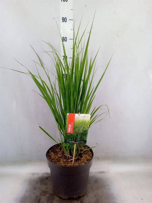<h4>Panicum virgatum</h4>