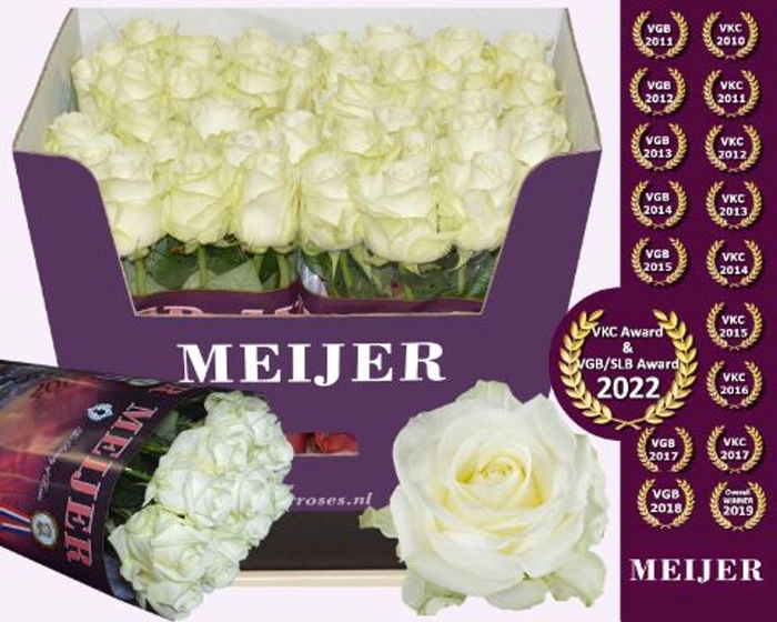 <h4>ROSA GR 'AVALANCHE'</h4>