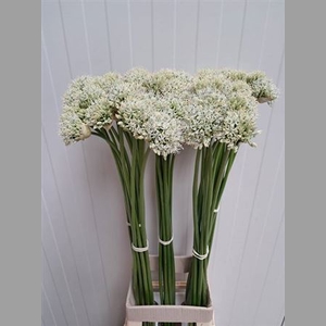 Allium Mount Everest
