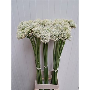 Allium Mount Everest