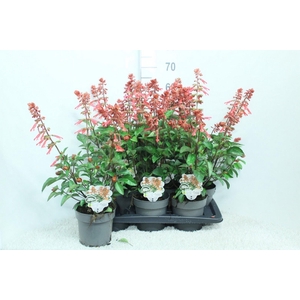 Salvia   ...