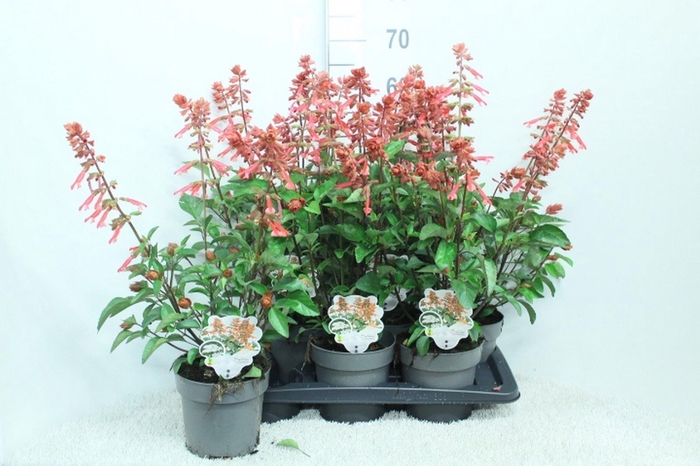 <h4>Salvia   ...</h4>