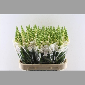 Antirrhinum Costa Silver Pale Pink
