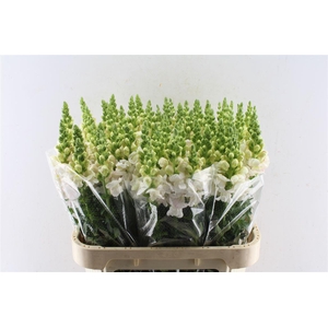Antirrhinum Costa Silver Pale Pink