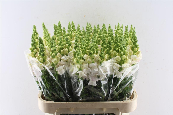 <h4>Antirrhinum Costa Silver Pale Pink</h4>