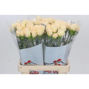 Dianthus St Happy Tea