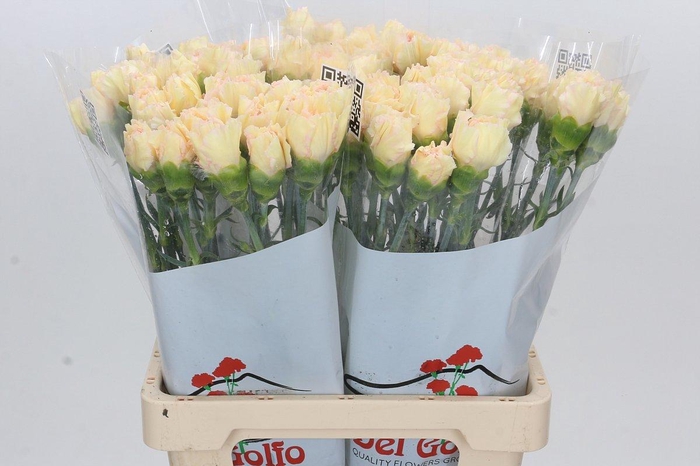 <h4>Dianthus St Happy Tea</h4>