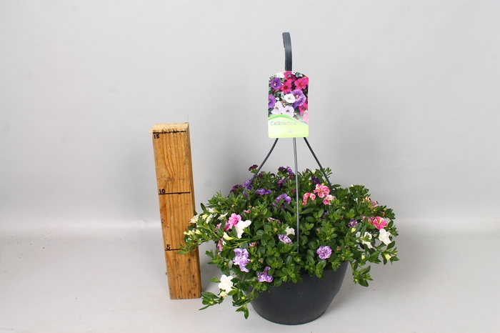 <h4>CALIB AL DO GEM</h4>