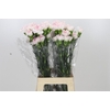 Dianthus St Yukari Cherry