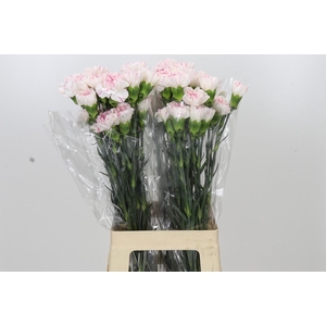 Dianthus St Yukari Cherry