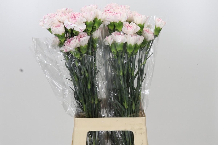 <h4>Dianthus St Yukari Cherry</h4>