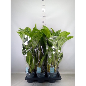 Aglaonema  'Stripes'
